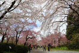 さくら園に広がる枝垂桜のトンネル