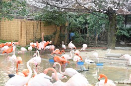 動物を見ながら桜を満喫