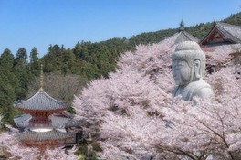 大仏様が桜に包まれるお姿は「桜大仏」と呼ばれている