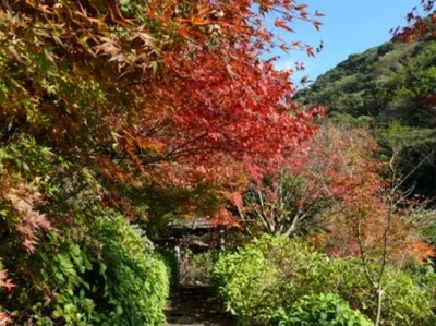 紅葉 見ごろ 東雲の里あじさい園 鹿児島県 の情報 ウォーカープラス