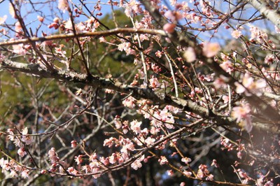 花 見ごろ 阿玉台貝塚梅林 千葉県 の情報 ウォーカープラス