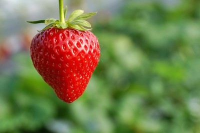 甘くて美味しい いちごが30分間食べ放題