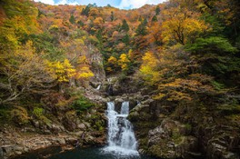 赤黄色に色づいた紅葉と流れ落ちる滝のコントラスト