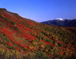 早い時期に紅葉のコントラストを楽しめる