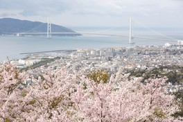 瀬戸内海と桜を併せて一望できる
