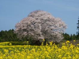 一面の黄色の中に咲き誇る一本桜