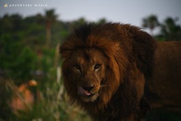 夕方から夜にかけて活発に動く動物たちを観察できる