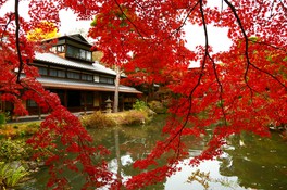 鮮やかな紅葉に包まれた大画室「存古楼」の秋の風景