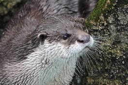 GW期間中、クイズラリーをはじめ、日替わりの動物関連企画を開催
