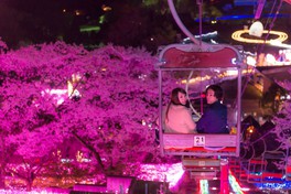 華やかなイルミネーションの光とライトアップされた桜の競演