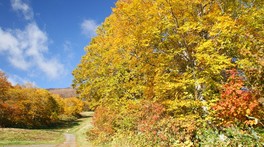 紅葉を楽しみながら気持ちのよい森林浴を満喫できる散策コース