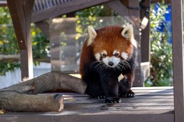 レッサーパンダ