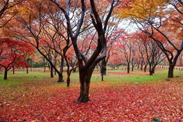 紅葉に囲まれた公園内を散策できる