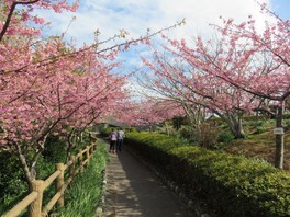 千葉県の花 自然情報一覧 39件 ウォーカープラス