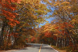 車の窓から極上の紅葉を眺められる