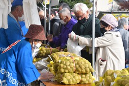 表皮が薄く色つやが良好な福野の里いもが販売される