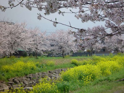 桜 見ごろ 草場川の桜並木 福岡県 の情報 ウォーカープラス