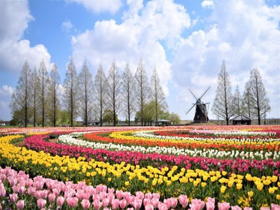 花 見ごろ あけぼの山農業公園のチューリップ 千葉県 の情報 ウォーカープラス