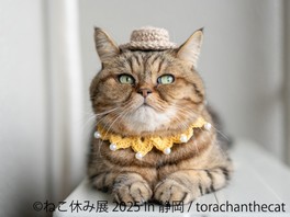 torachanthecat