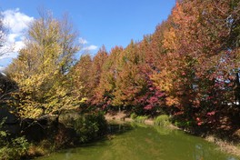 モミジバフウの紅葉がクリークに映りこむ