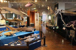 多彩な動植物の標本などが多数展示されている館内
