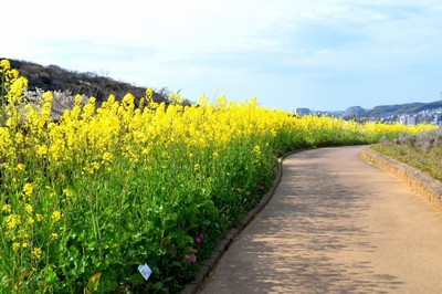 くりはま花の国 ナノハナシーズン 神奈川県 の情報 ウォーカープラス