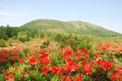 湯の丸高原 つつじ祭 長野県 の情報 ウォーカープラス