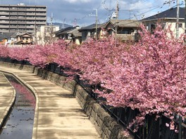 水路沿いで咲き乱れる河津桜