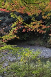 手つかずの雄大な自然の中で味わう紅葉は格別