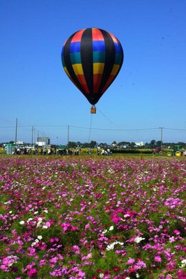 第回よしみコスモスまつり 中止となりました 埼玉県 の情報 ウォーカープラス