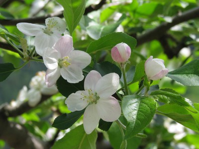 花 見ごろ 原観光りんご園 りんごの花 兵庫県 の情報 ウォーカープラス