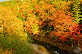 ヒバやブナなどの木々と清流が美しい光景を織り成す