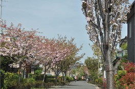 緑道の早春の桜