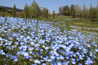 花 見ごろ 淡路島国営明石海峡公園 ネモフィラ 兵庫県 の情報 ウォーカープラス