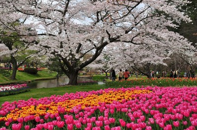 浜名湖花フェスタ21 静岡県 の情報 ウォーカープラス