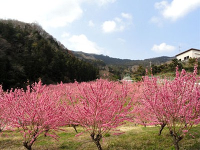 花 見ごろ 花桃の郷 埼玉県 の情報 ウォーカープラス