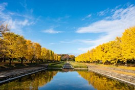 カナールイチョウ並木は人気の紅葉スポット