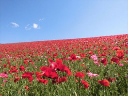 埼玉県の花 自然情報一覧 16件 ウォーカープラス