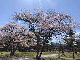 ウエストエリアに咲く桜