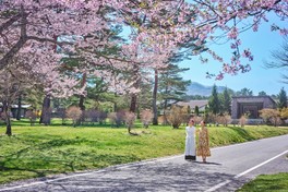 ウエストエリアに咲く桜