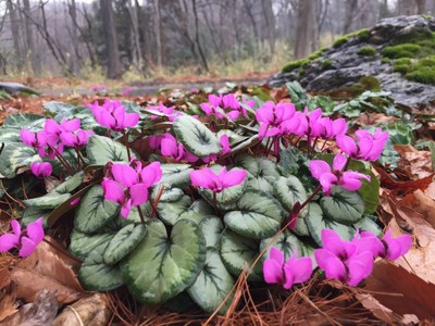 無料ダウンロード埼玉県 花 見ごろ すべての美しい花の画像