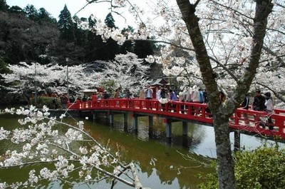 茂原桜まつり 中止となりました 千葉県 の情報 ウォーカープラス