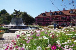 コスモスが咲き誇るイベント広場