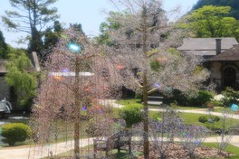 樹高約7.5メートルの「ヤマザクラ」の幹には、桜の花と葉に見立てたピンクやグリーンのクリスタルガラス約5万粒が輝く