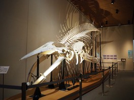 ミンククジラの骨格標本