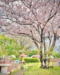 桜並木エリアにて桜木の真下に、お花見特設BBQ区画が登場