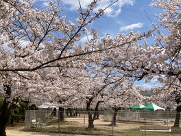 ソメイヨシノの他にも様々な種類の花に囲まれる一日