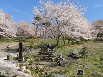 桜 見ごろ 虎山の千本桜 埼玉県 の情報 ウォーカープラス