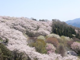 桜色に染まる桜山