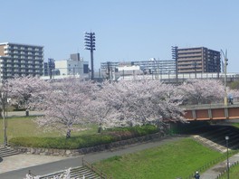 ソメイヨシノと大島桜を中心に、大山桜など多彩な種類の桜が見られる